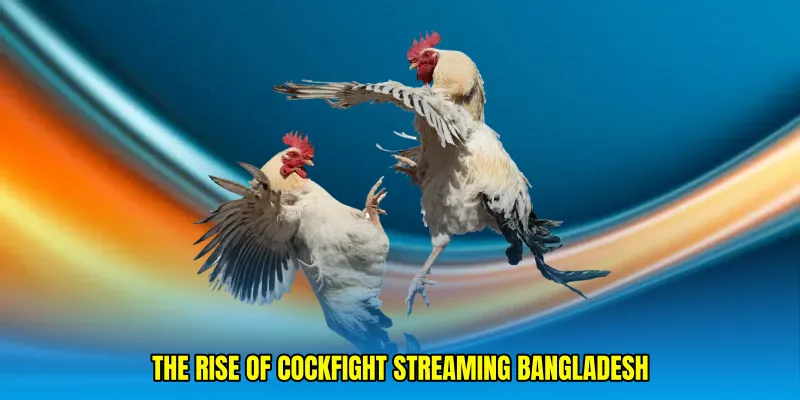 The Rise of Cockfight streaming Bangladesh